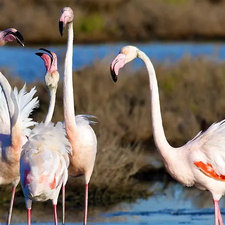 Europa Park 3* 丽都斯皮纳