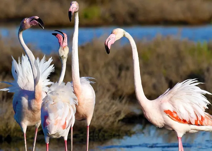 Europa Park 3* לידו דה ספינה